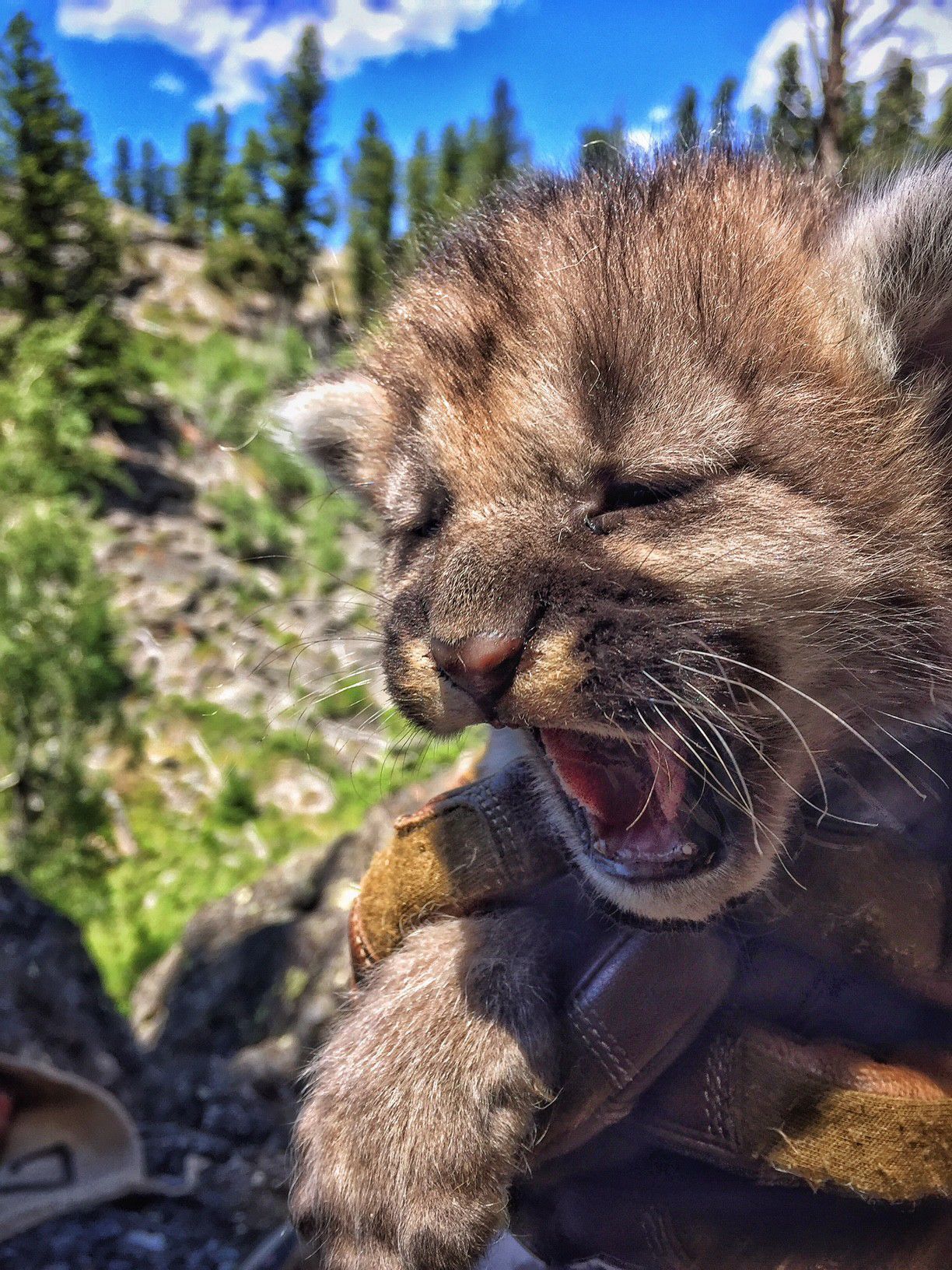 Cougar kitten